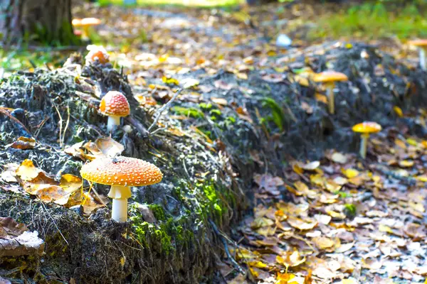 Group of toadstools — Stock Photo, Image