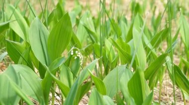 Mayıs-lily (lily vadi)
