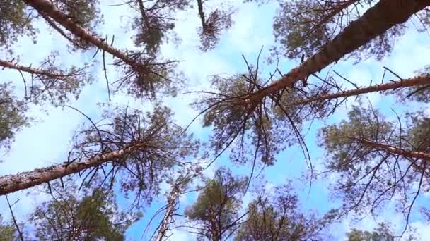 Árboles balanceándose contra el cielo . — Vídeo de stock