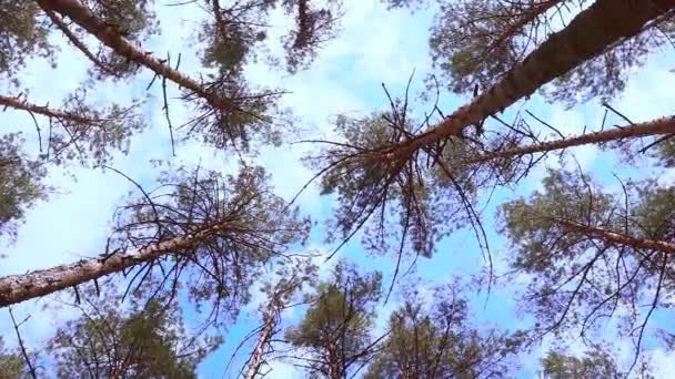 Trees swaying against the sky. — Stock Footage Trees swaying against the sky. Royalty Free Stock Video