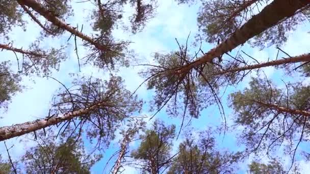 Träden vajar mot himlen. — Stockvideo