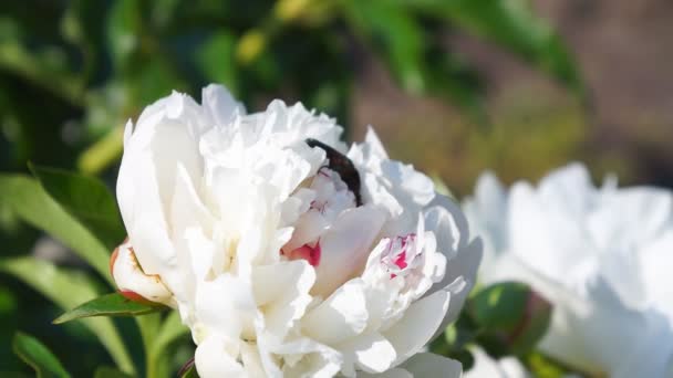 Błąd na biały kwiat — Wideo stockowe