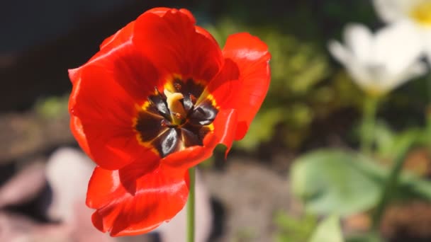 Czerwony tulipan — Wideo stockowe
