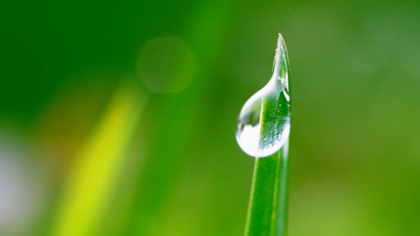 Dew drop on green grass — Stock Video