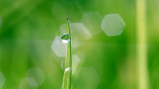 Dew drop on green grass — Stock Video