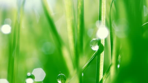 gouttes de rosée sur l'herbe verte