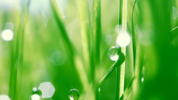 Dew drops on green grass — Stock Video