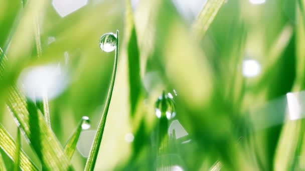 Gotas de rocío sobre hierba verde — Vídeo de stock