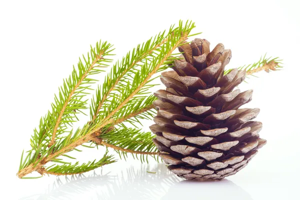 Fir cone and spruce branch — Stock Photo, Image