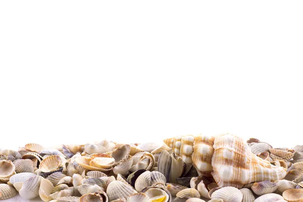 Sea shells — Stock Photo, Image