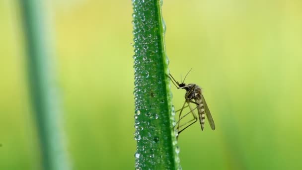 Mosquito na lâmina de grama — Vídeo de Stock