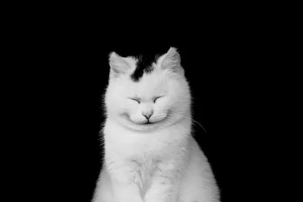 Gato sonriente — Foto de Stock