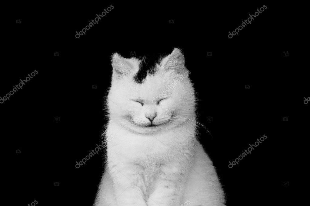 smiling cat stock photo