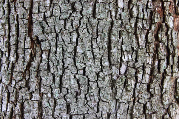 Ağaç kabuğu doku detay yakın çekim — Stok fotoğraf