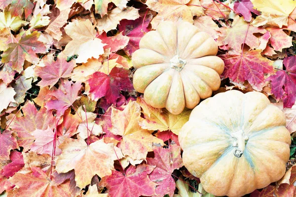 Pumkins em folhas de outono — Fotografia de Stock