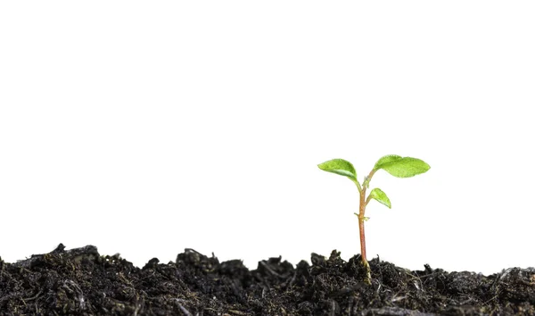 Close up of a young plant sprouting from the ground on white background — Stock Photo, Image