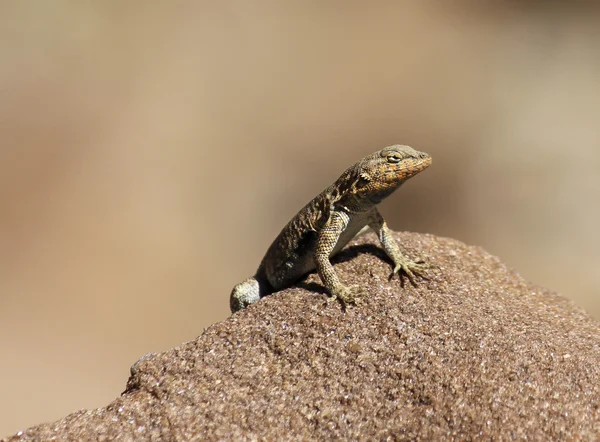 En orange brun ödla sola sig på en klippa i canyon de chelly, arizona — Stockfoto