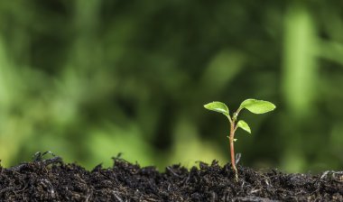 Close up of a young plant sprouting from the ground with green bokeh background clipart