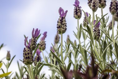 Lavender Flowers Against Blue Sky Background clipart