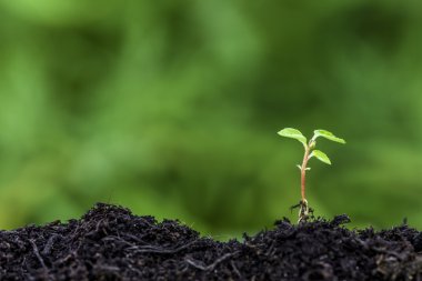 Yeşil bokeh arka plan ile sıfırdan fide çimlenme yakın çekim