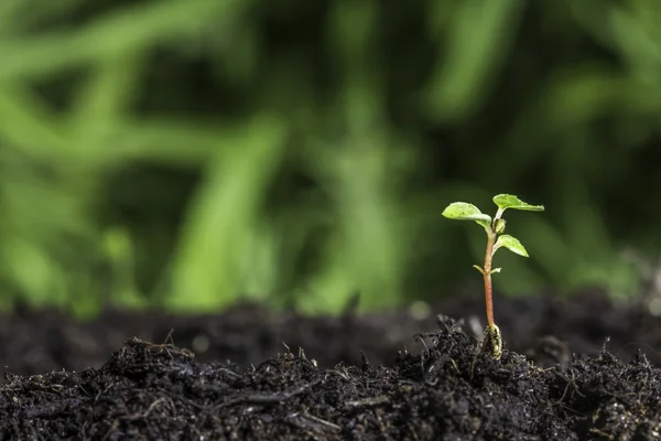 Zamknij z nowych sadzonek, wyrastające z ziemi z tło bokeh zielony żywy — Zdjęcie stockowe
