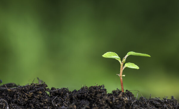 Close up of a plant sprouting from the ground with vivid green bokeh background