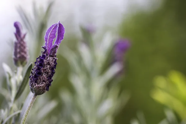 Lavanta çiçeği yeşil bokeh arka plan