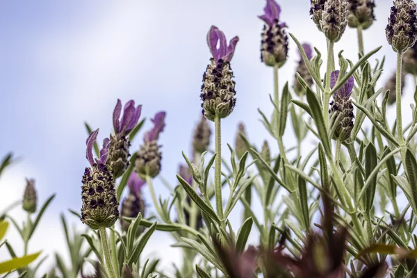 Lavender Flowers Against Blue Sky Background — Stock Photo, Image