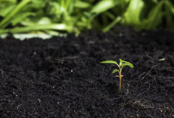 Close up of a new seedling sprouting from the ground — Stock Photo, Image