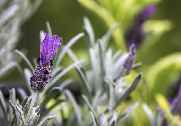 Lavender Flower Against Green Bokeh Background — Stock Photo, Image