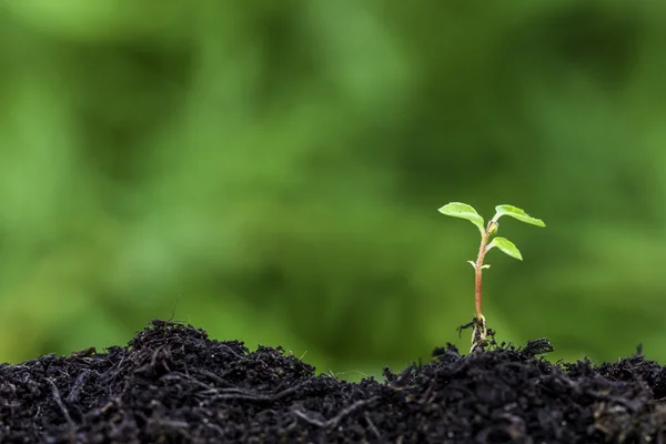 Primo piano della piantina di semenzaio che germoglia da terra con sfondo verde bokeh — Foto Stock