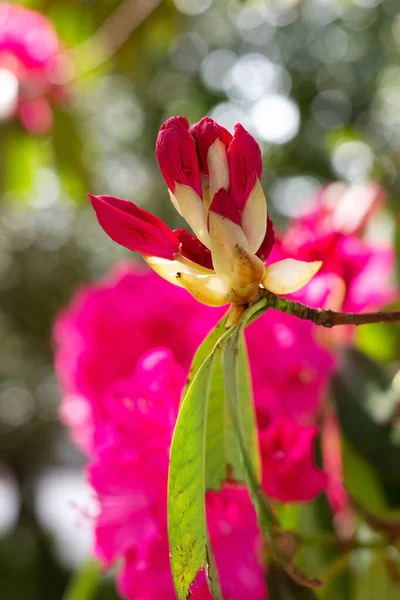 Красива Рожева Квітка Навесні — стокове фото