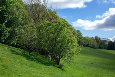 Ağaçlı yeşil tepeler