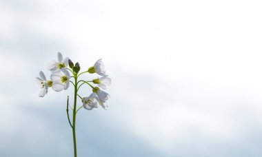 Gökyüzüne karşı beyaz çiçek