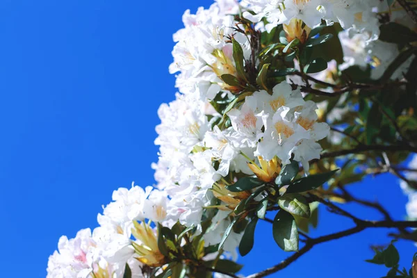 Mavi Arkaplanda Beyaz Çiçekler — Stok fotoğraf