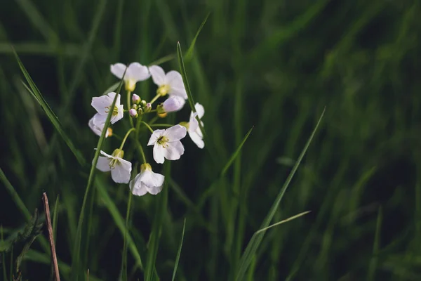 Весняне Поле Біла Квітка Зеленому Фоні — стокове фото