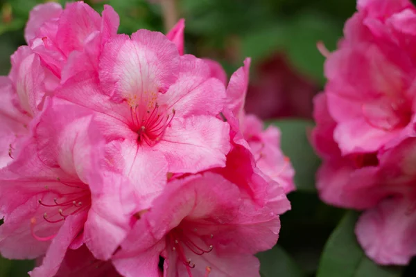 Belles Fleurs Roses Dans Jardin — Photo