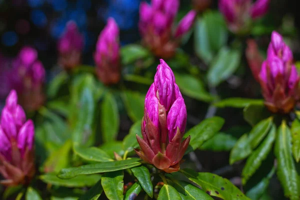 Pembe manolya tomurcukları bahçedeki bir bahar gününde bir ağaç dalında yetişir.