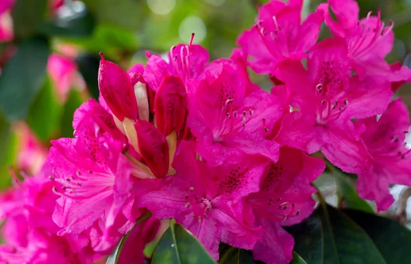 Beautiful Spring Pink Flowers Garden — стоковое фото