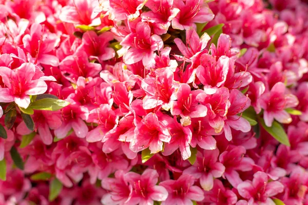 Beautiful Pink Flowers Bush — Stockfoto