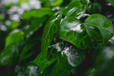 Baharda yeşil yaprakların arkaplanı