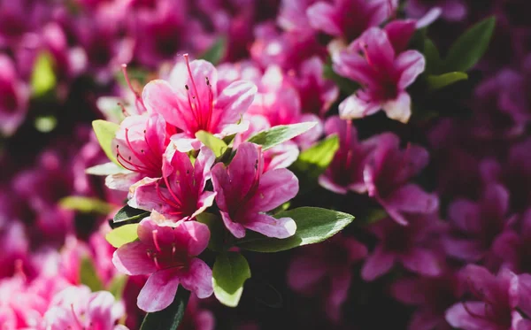 İlkbaharda çiçek açan leylak çalısı