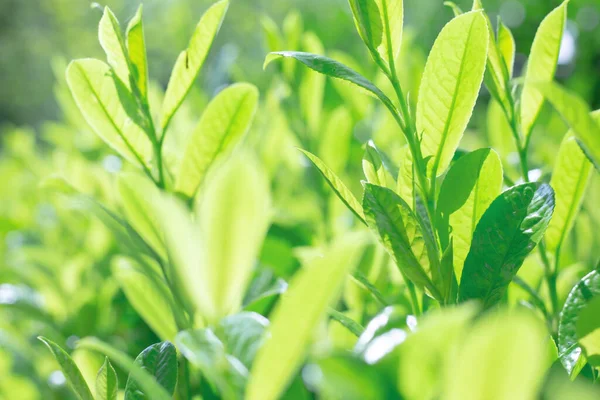 Yeşil doğa geçmişi. Doğal ve tazelik duvar kâğıdı konsepti için güneş ışığı altında yeşil yaprağın yakın plan çekimi.