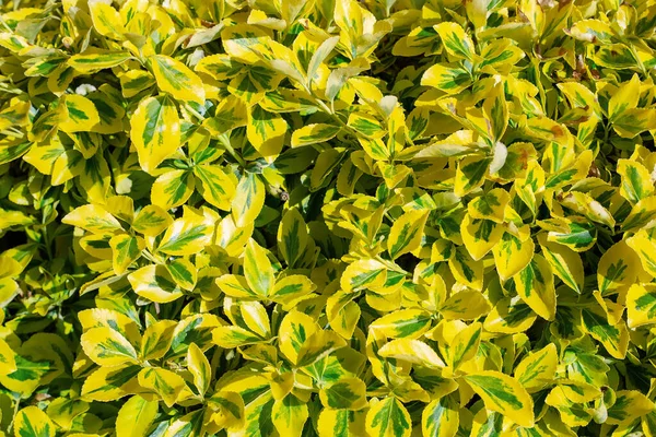 Sarı-yeşil yaprakların arkaplanı