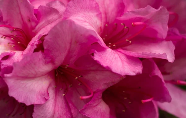 Close Background Pink Flowers —  Fotos de Stock