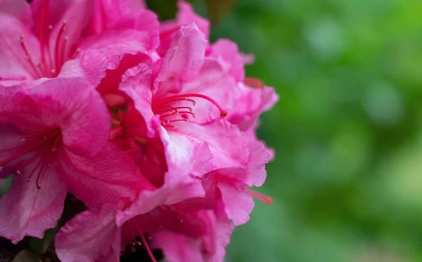 Рожева Квітка Зеленому Фоні — стокове фото