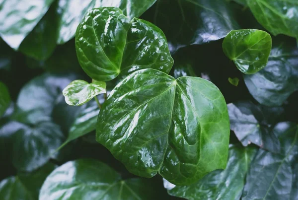 Background Green Succulent Leaves — Fotografia de Stock