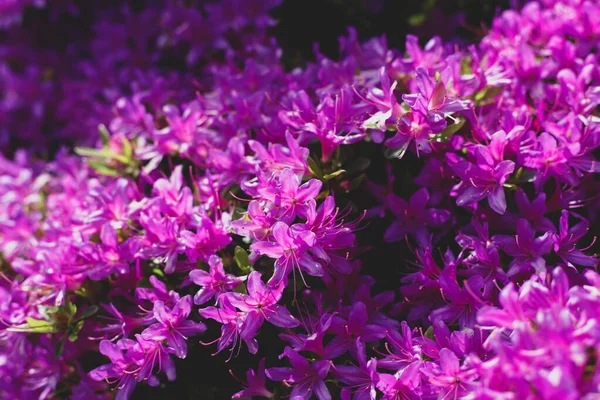 Close Flowers Background Colorful Purple — Stockfoto