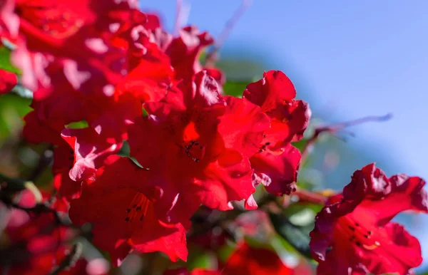 Hermosas Flores Rojas Sobre Fondo Azul Nublado — Foto de Stock