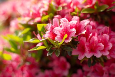 Pembe çiçekli güzel çalılar.